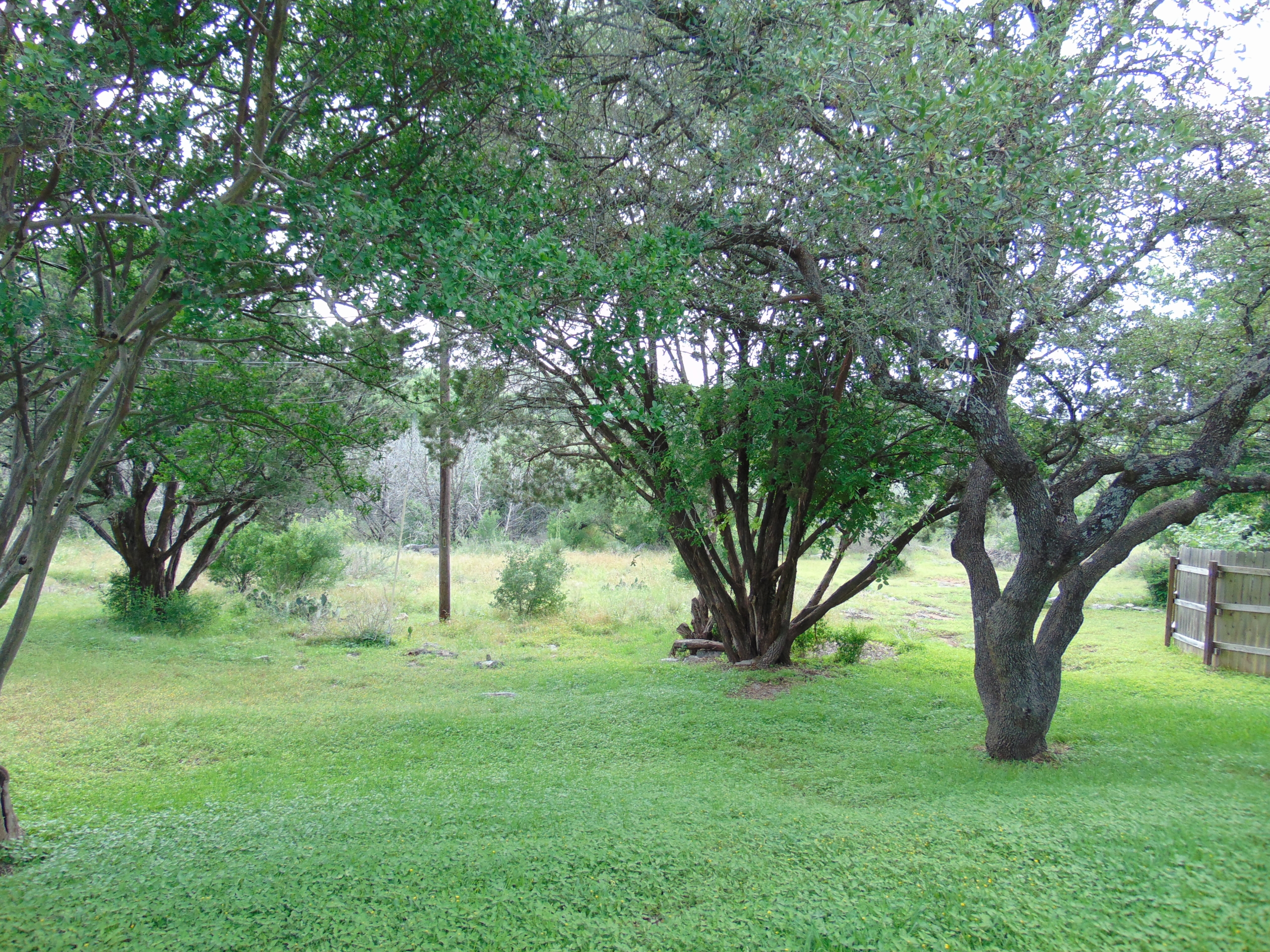Green grassy yard with large trees.